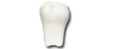 S43 Anti-Stress Item White Tooth
